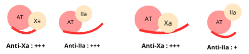 Anticoagulant effect of heparins
