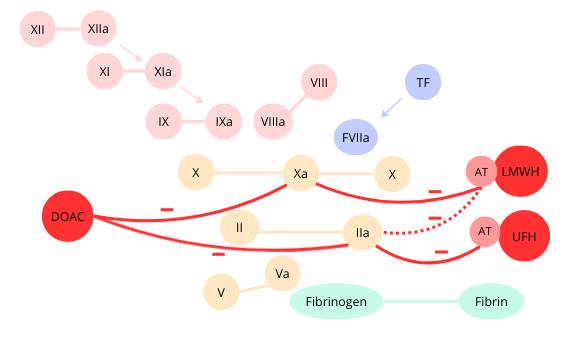 Coagulation cascade